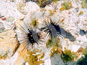 Sea urchins, are typically spiny, globular animals, echinoderms in the class Echinoidea.Â 